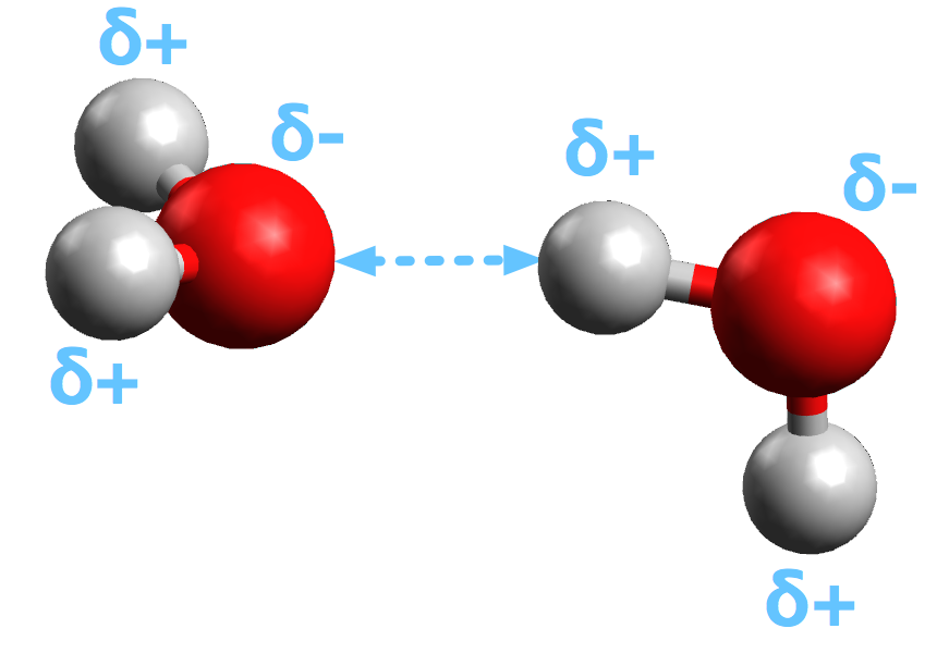 Liaison hydrogène au sein de molécules d'eau