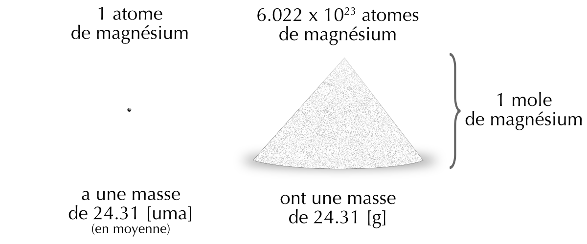 Relation entre unité de masse atomique et masse molaire.